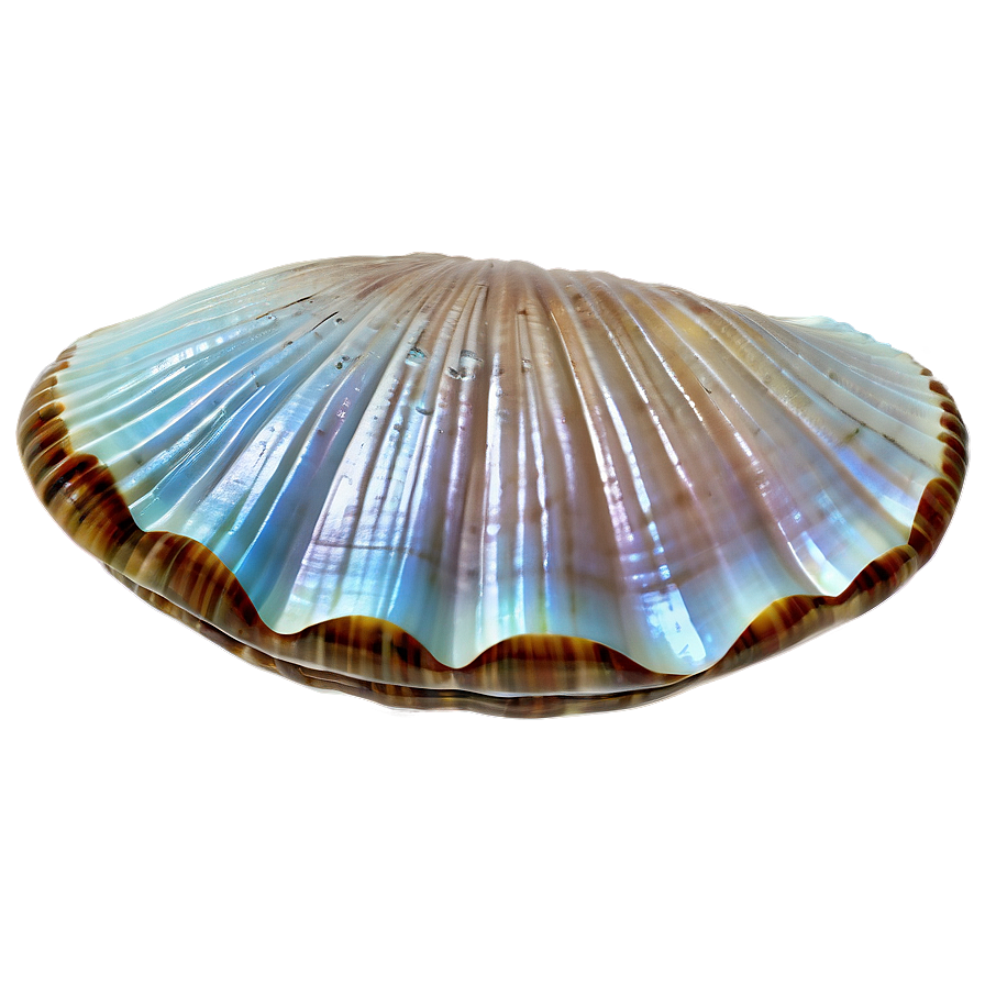 Underwater Clam Shell Png Rwi