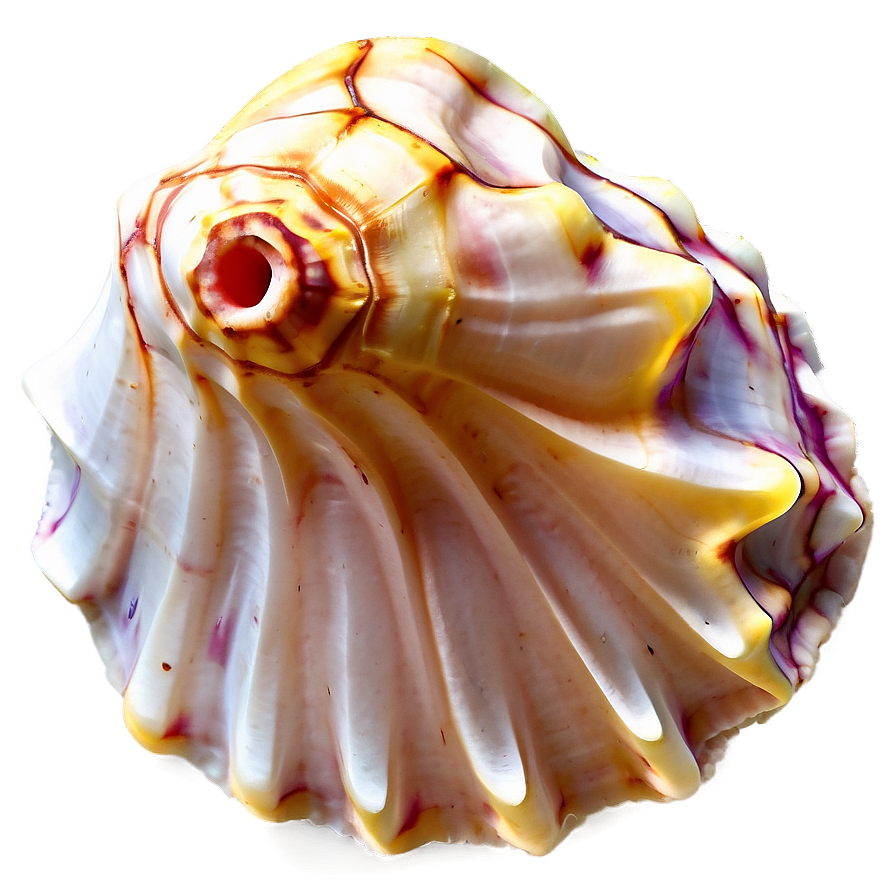 Underwater Conch Shell Photo Png Ptg62