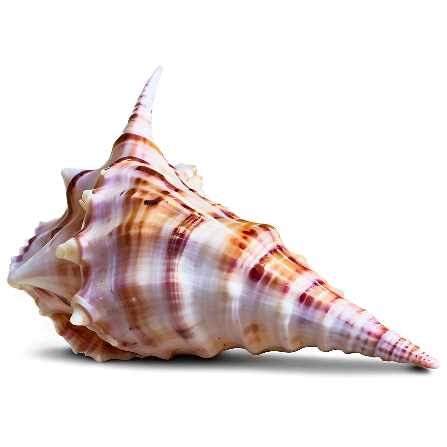 Underwater Conch Shell Photo Png Sll