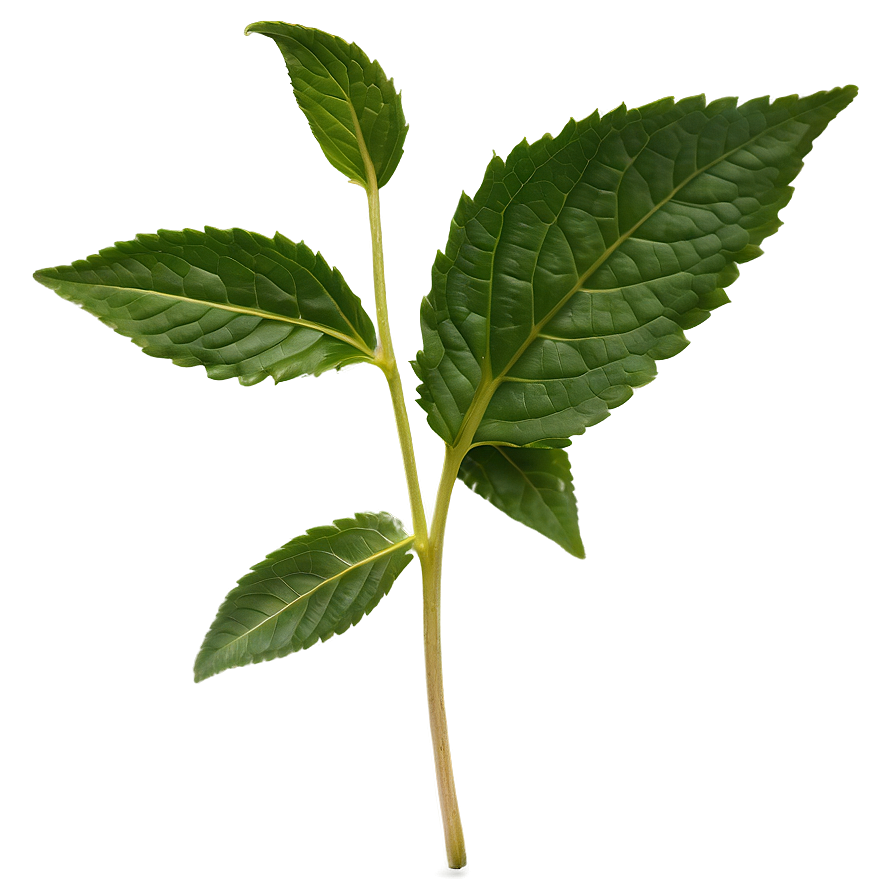 Valerian Tea Leaf Png Eoo93