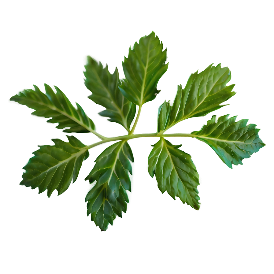 Valerian Tea Leaf Png Ndi25