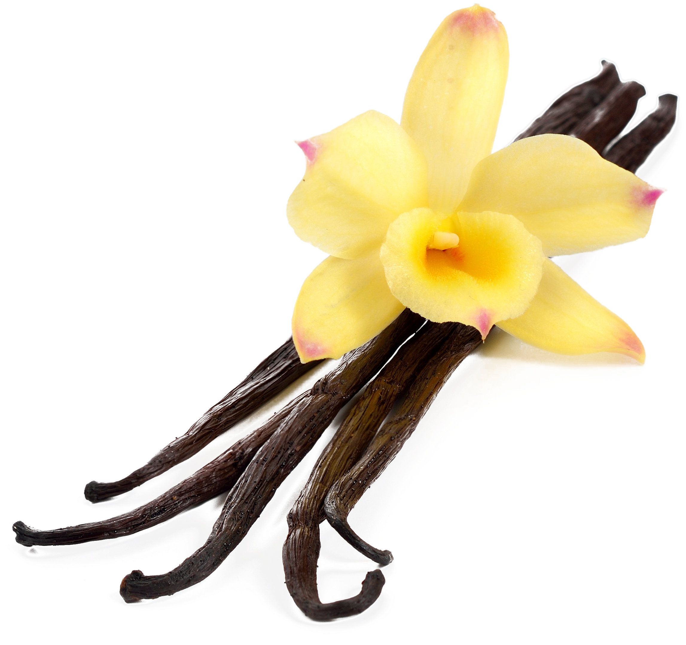 Vanilla Podsand Flower.png