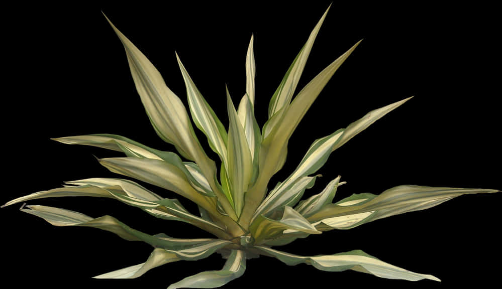 Variegated Agave Planton Black Background