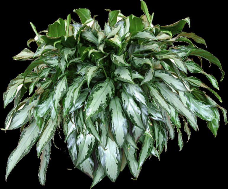 Variegated Hanging Plant Isolated
