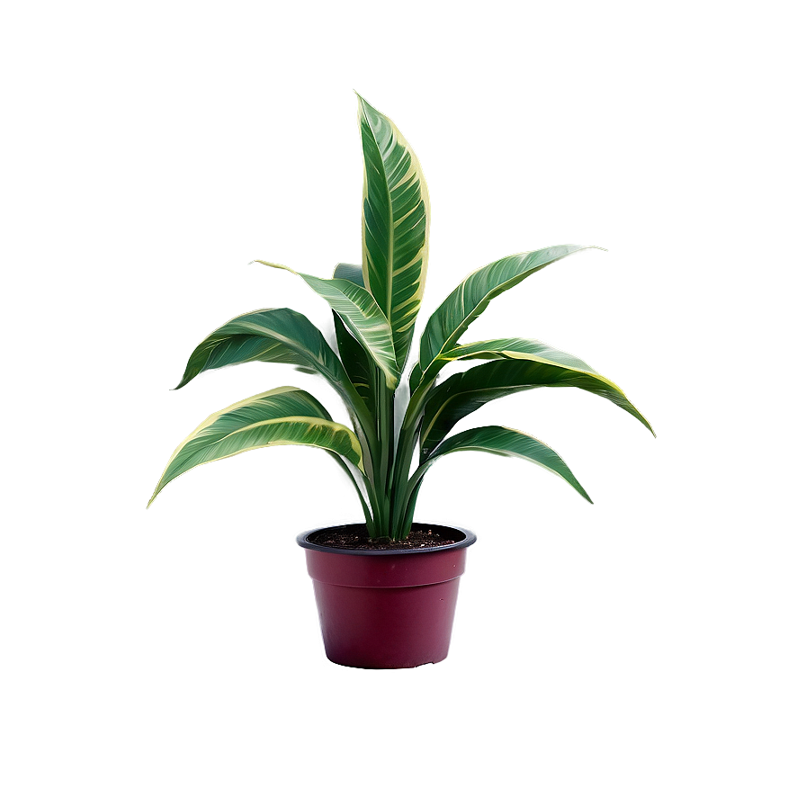 Variegated Plant Png 45