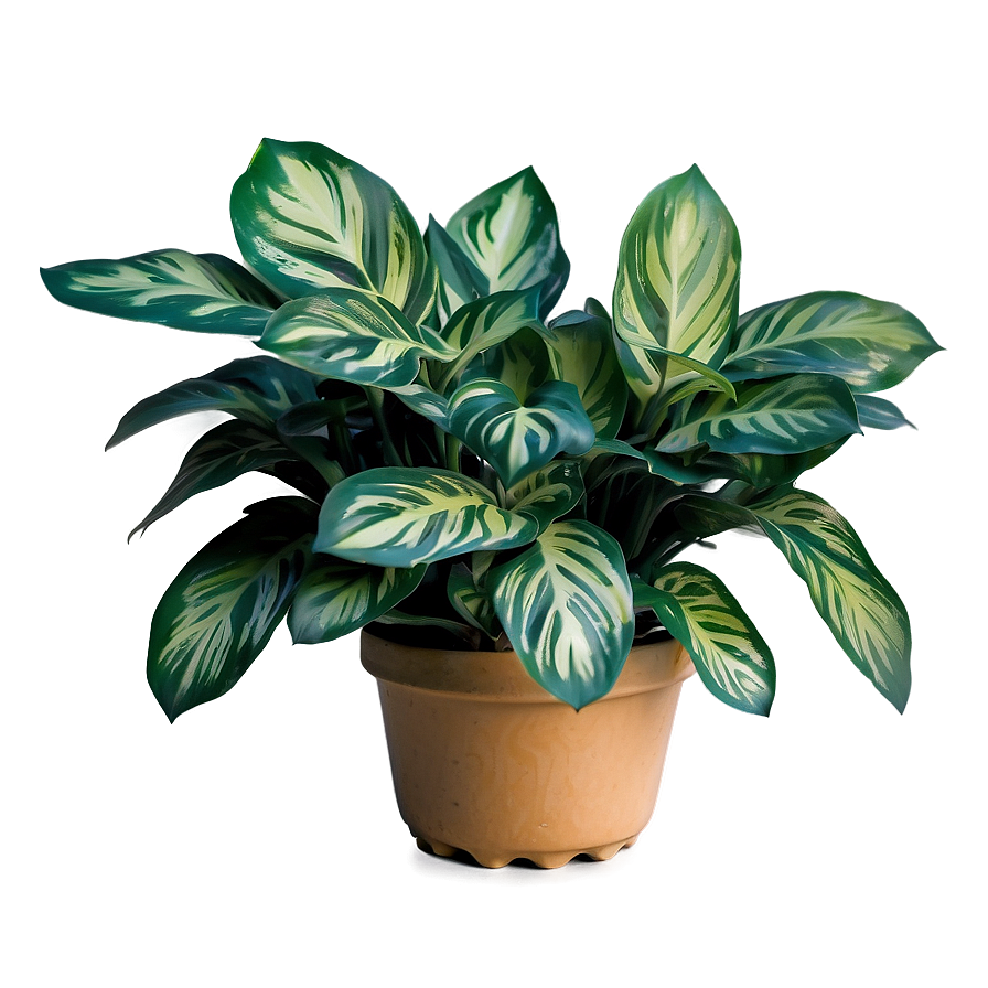 Variegated Plant Png Oej