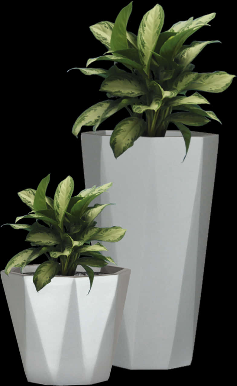 Variegated Plantsin Modern Pots