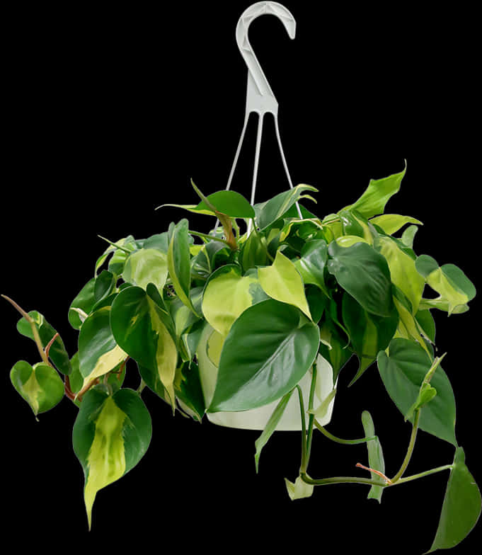 Variegated Pothos Hanging Plant Black Background