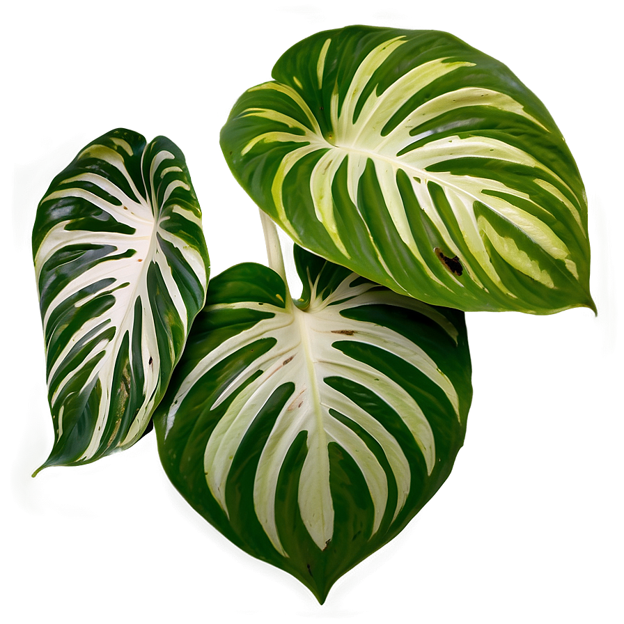 Variegated Pothos Varieties Png Oar