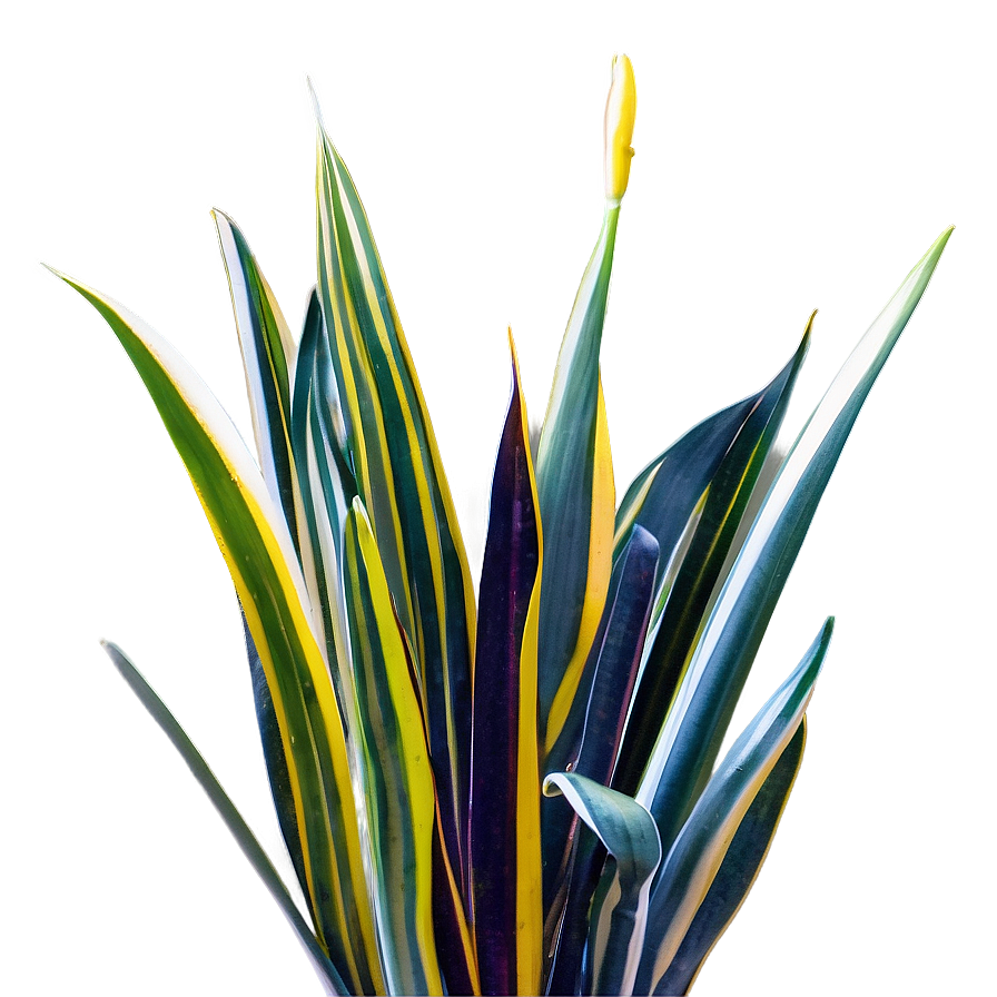 Variegated Snake Plant Png 06122024