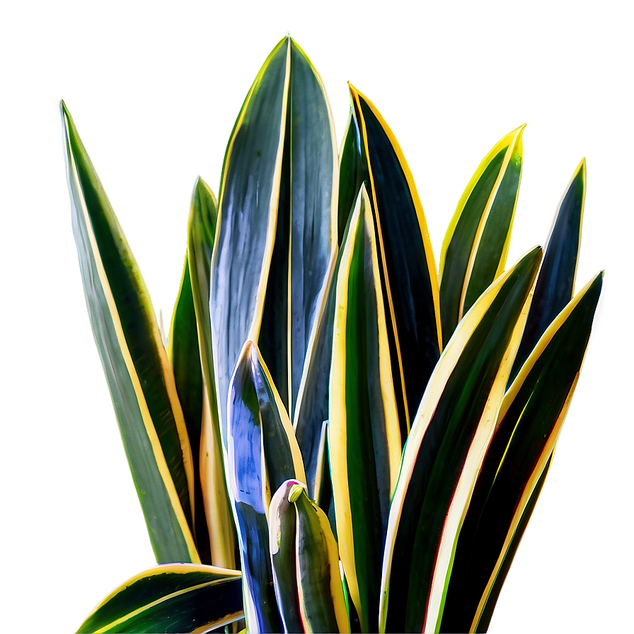 Variegated Snake Plant Png Rli93