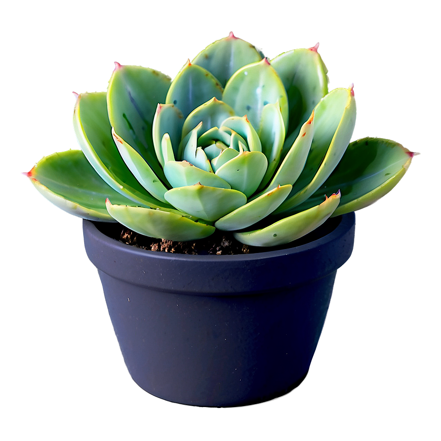 Variegated Succulent Png 20