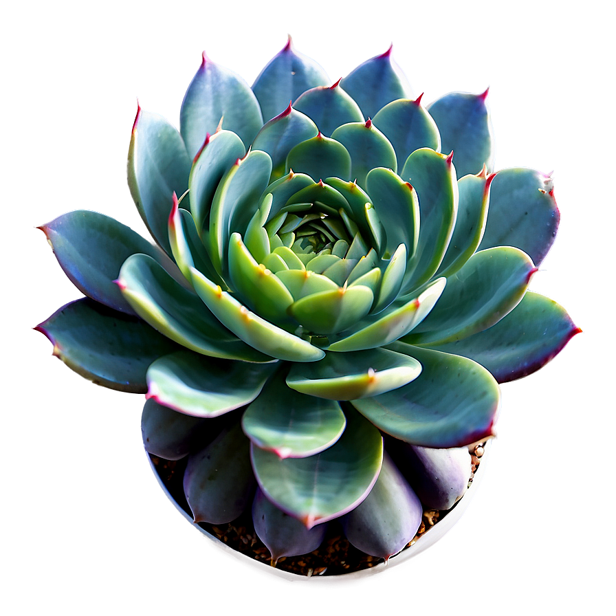 Variegated Succulent Png Bnr