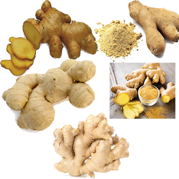 Varietiesof Ginger Rootand Powder