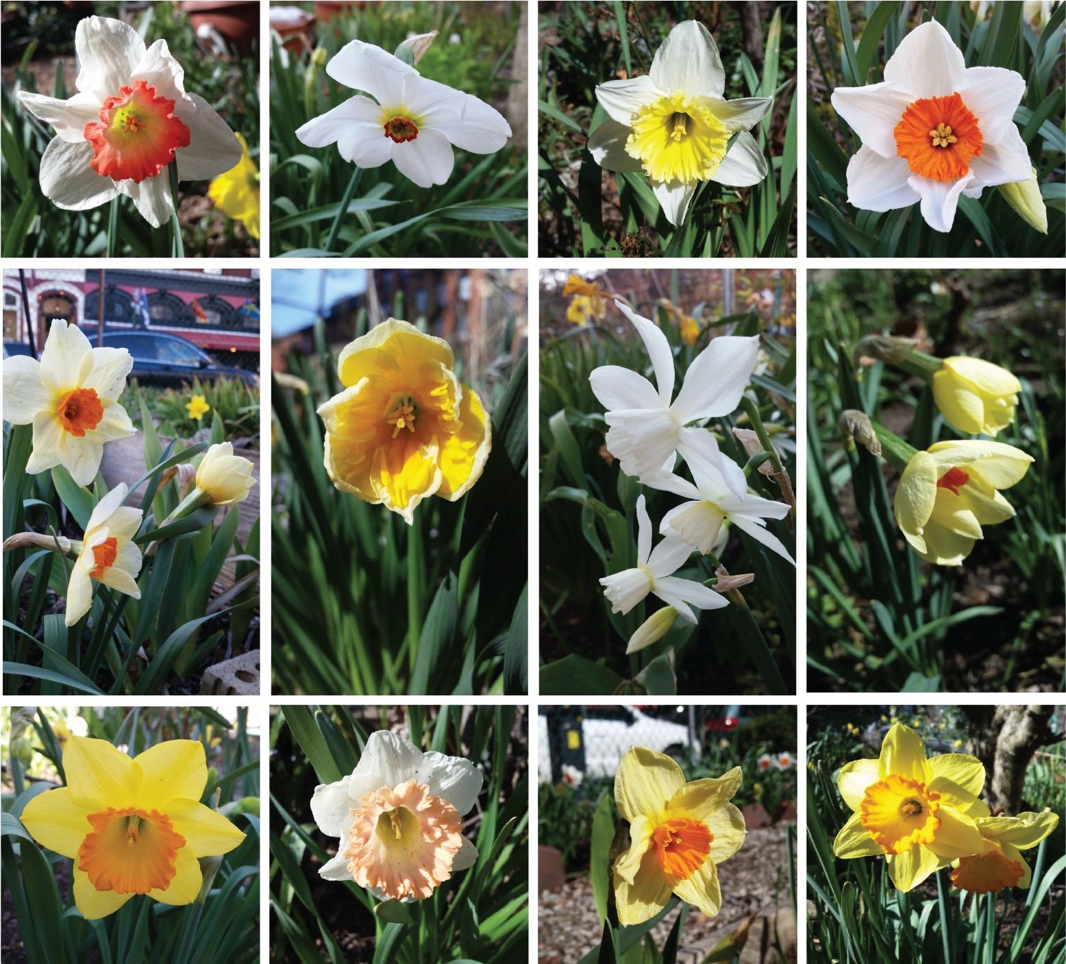 Varietiesof Narcissus Flowers