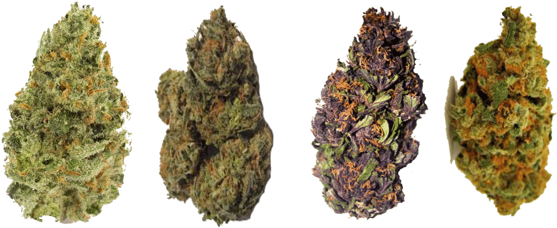 Variety Cannabis Buds