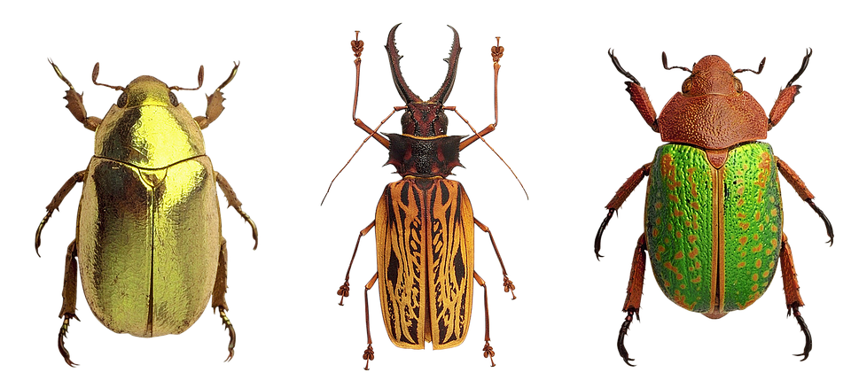 Variety_of_ Beetles