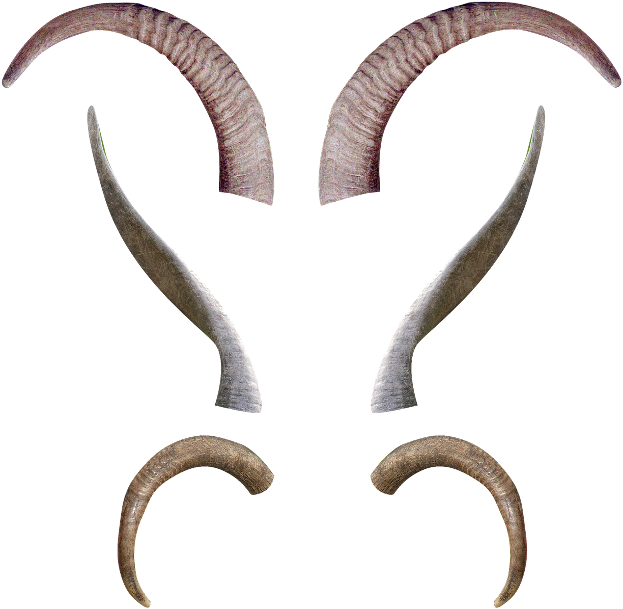 Varietyof Goat Horns