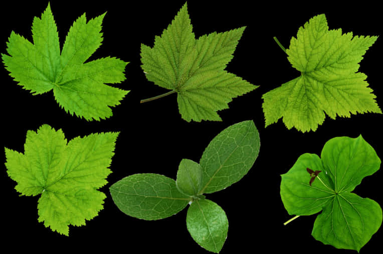 Varietyof Green Leaveson Black Background.jpg