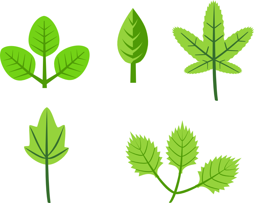 Varietyof Herbal Leaves Illustration