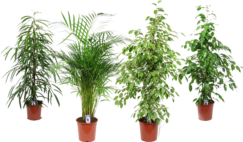 Varietyof Indoor Potted Plants