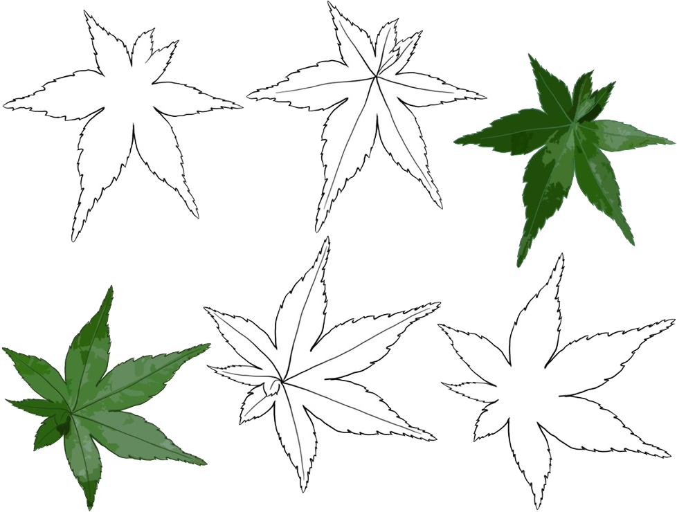 Varietyof Leaves Illustration