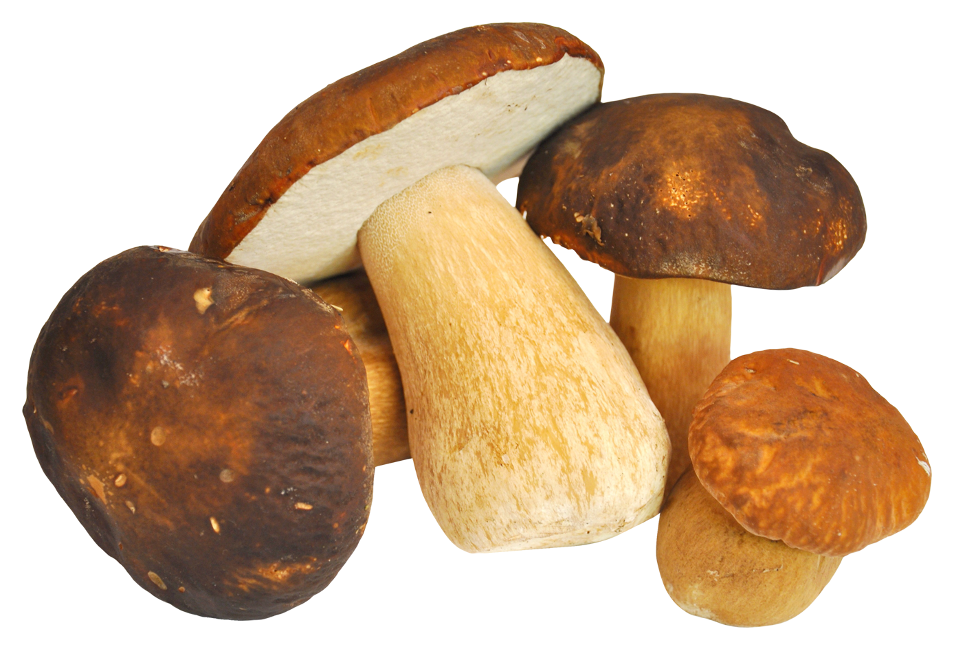 Varietyof Mushrooms Isolated