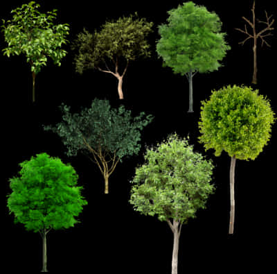 Varietyof Trees Collection