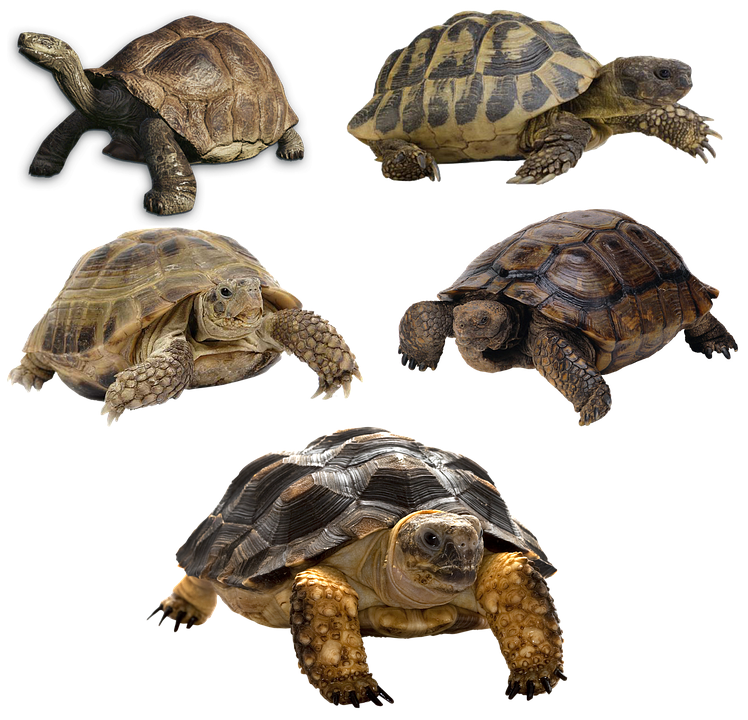 Varietyof Turtles