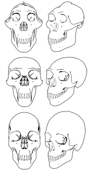 Various Skull Views Illustration