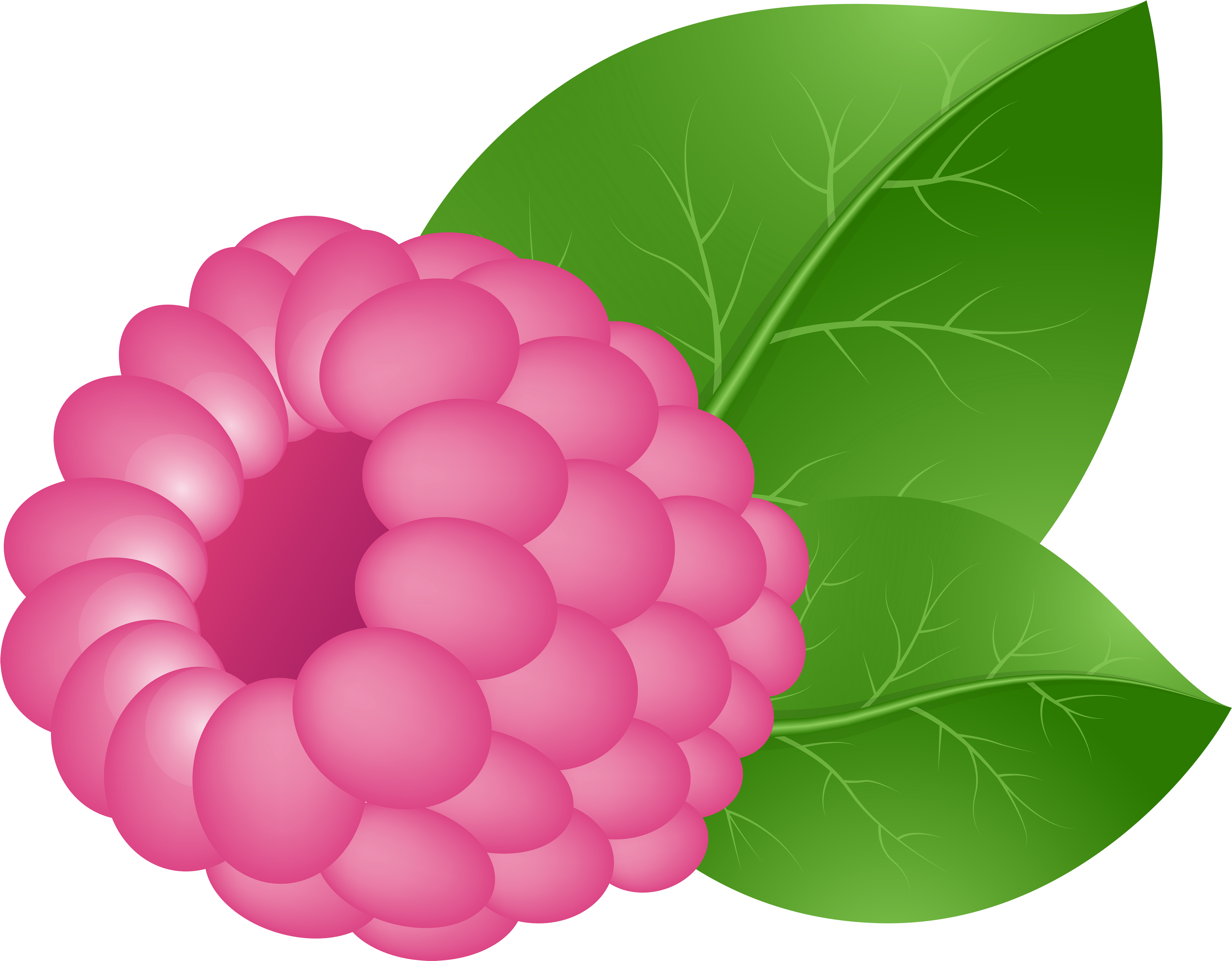 Vector Illustrationof Raspberry