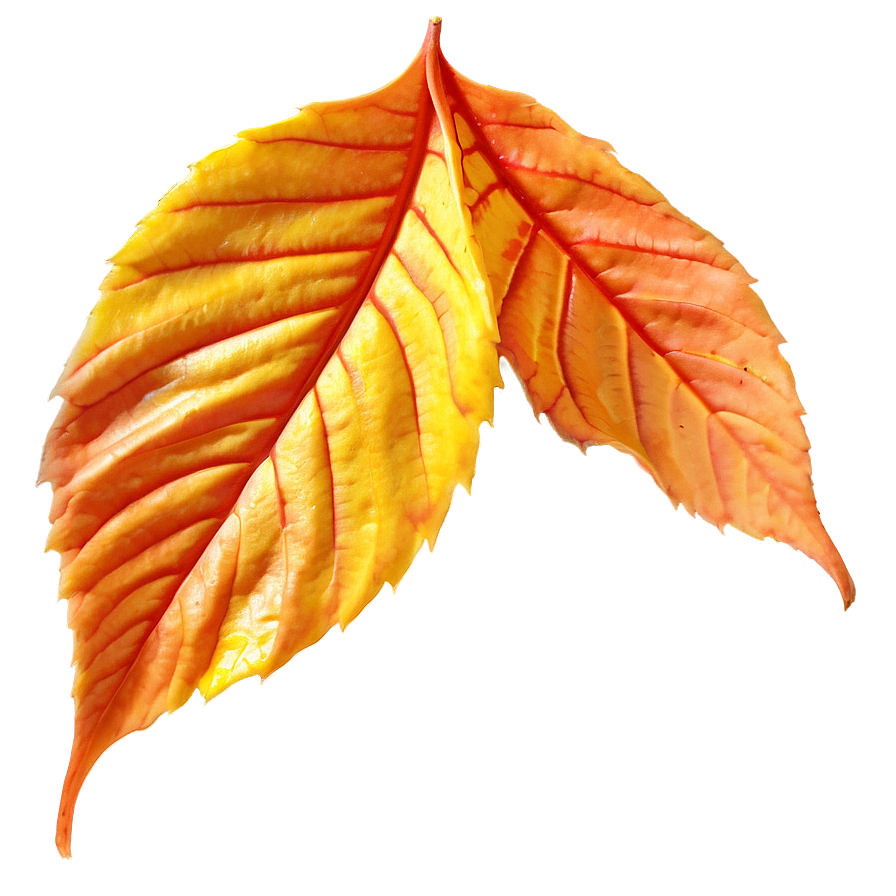 Veined Fall Leaf Png 44