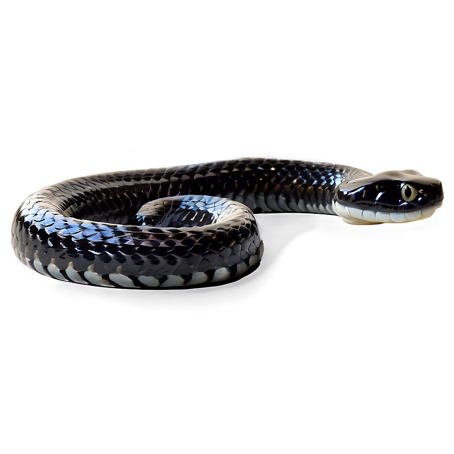 Venomous Black Snake Graphic Png Xcm10