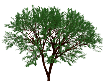 Verdant_ Tree_ Black_ Background