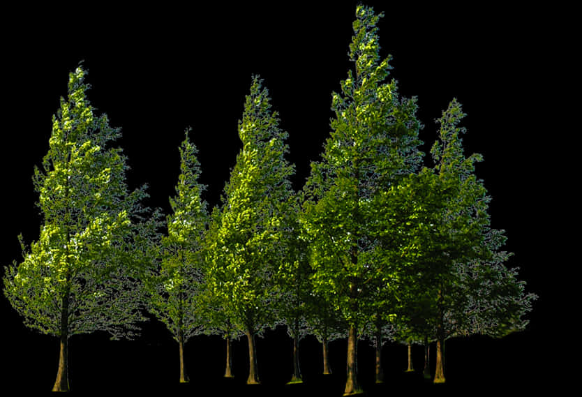 Verdant Trees Against Black Background