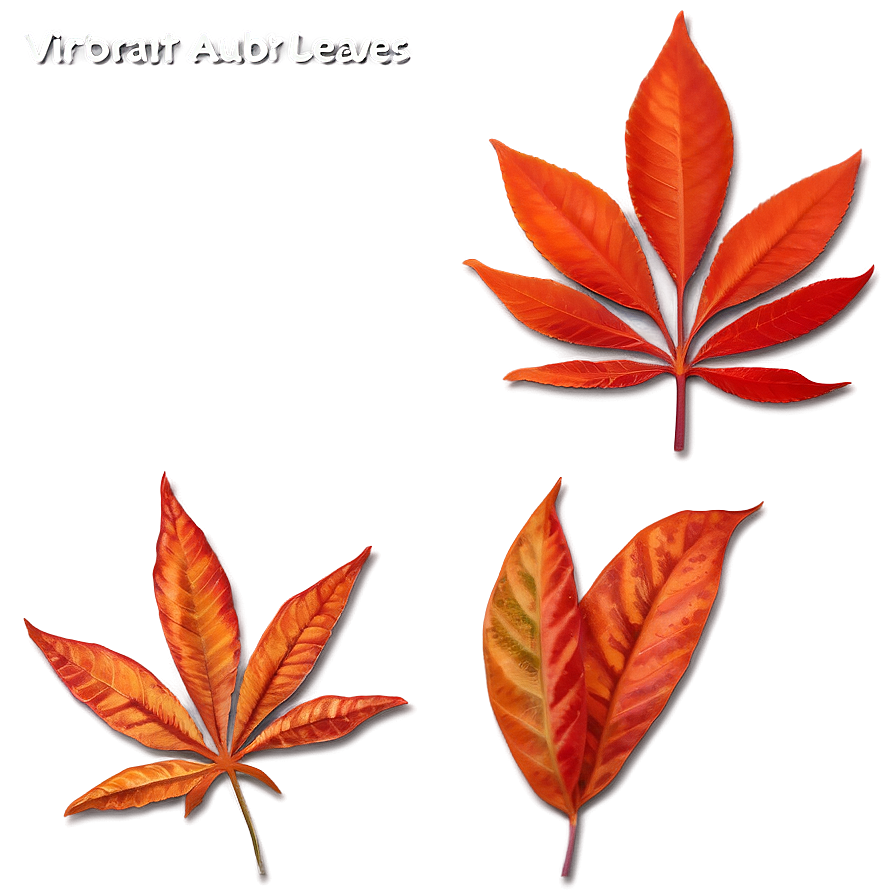 Vibrant Auburn Leaves Png Bvn