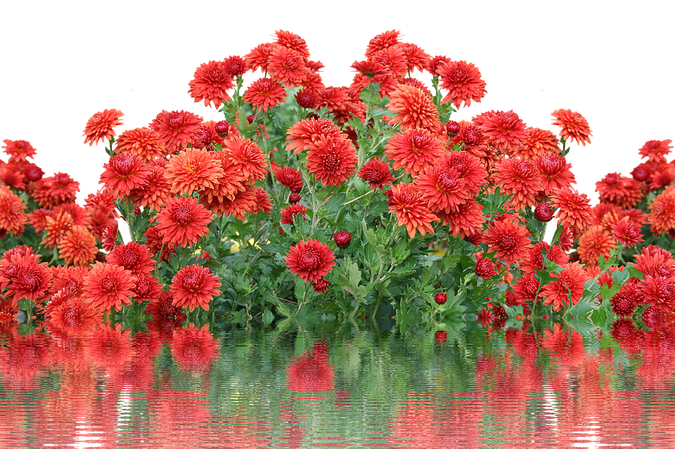 Vibrant_ Autumn_ Chrysanthemums_ Reflection