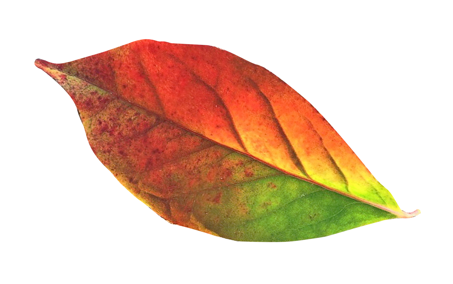 Vibrant Autumn Leaf.png