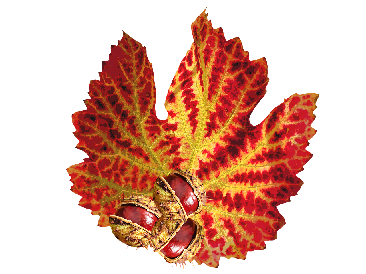 Vibrant Autumn Leafwith Seeds.jpg