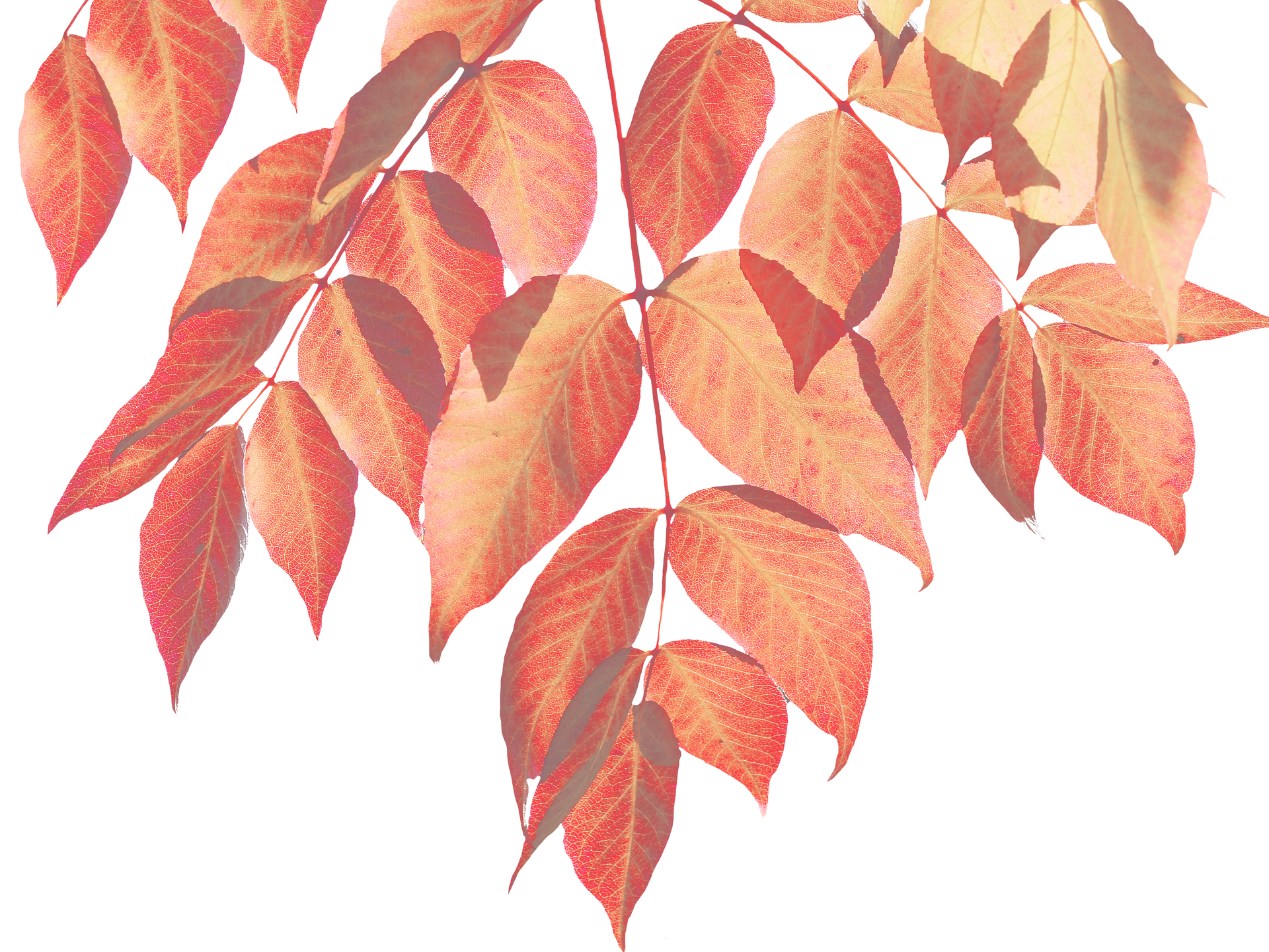 Vibrant Autumn Leaves Black Background.jpg