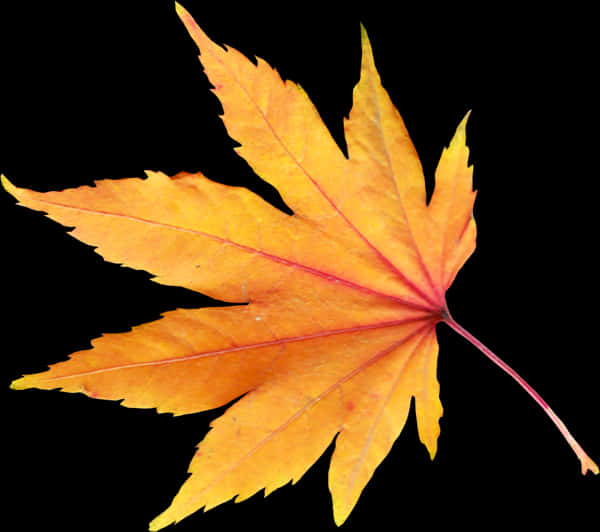 Vibrant Autumn Maple Leaf