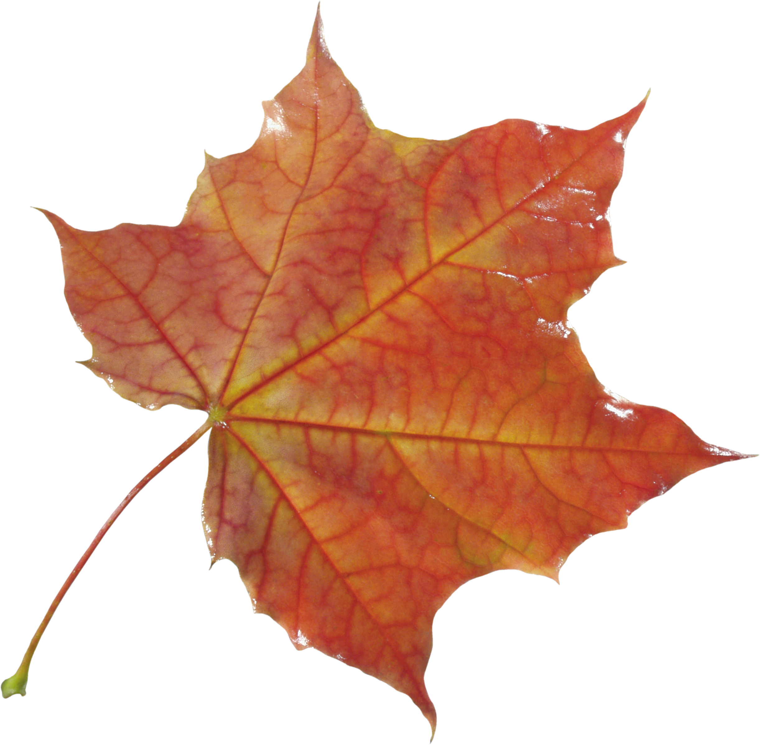 Vibrant Autumn Maple Leaf.png