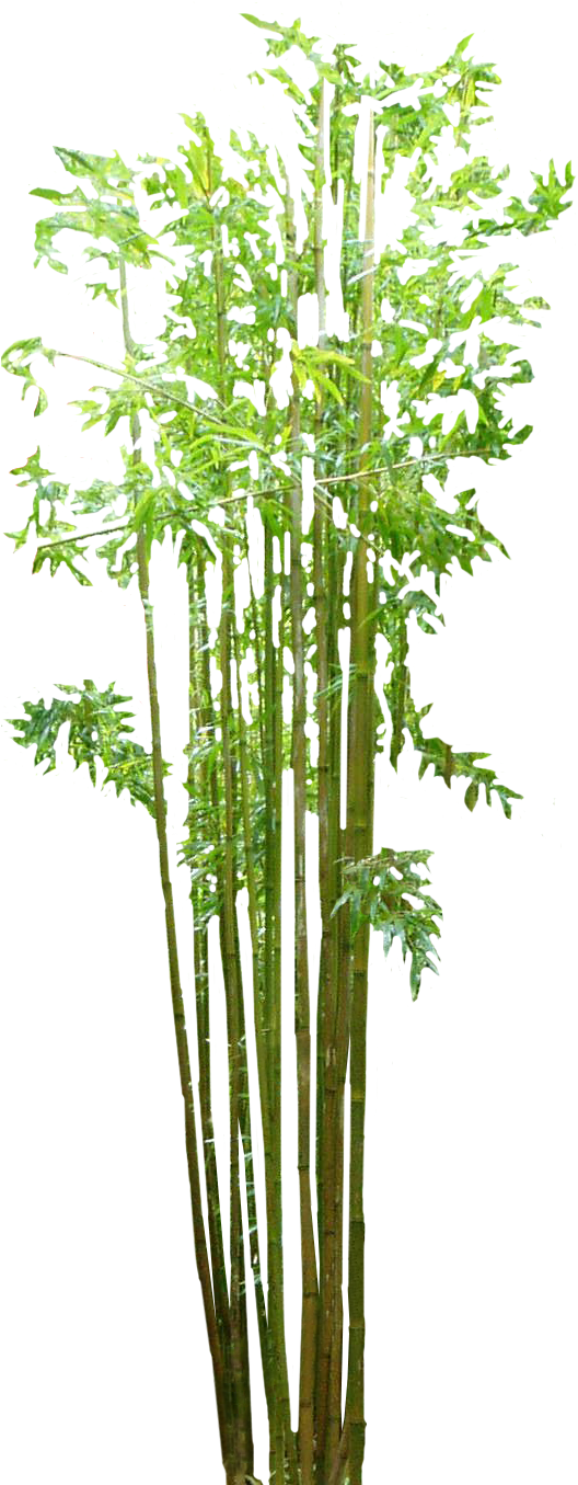 Vibrant Bamboo Grove.png