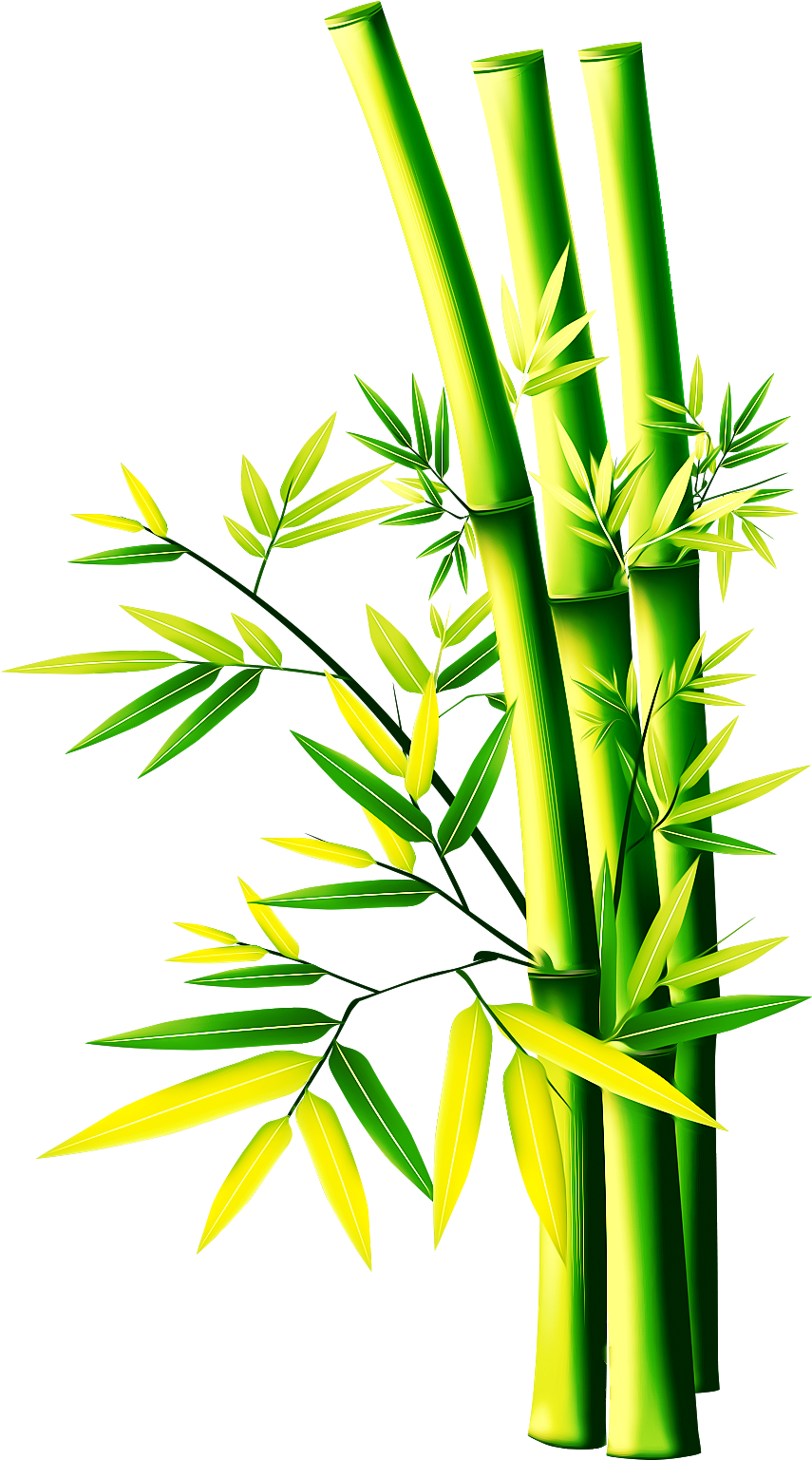 Vibrant Bamboo Stalks