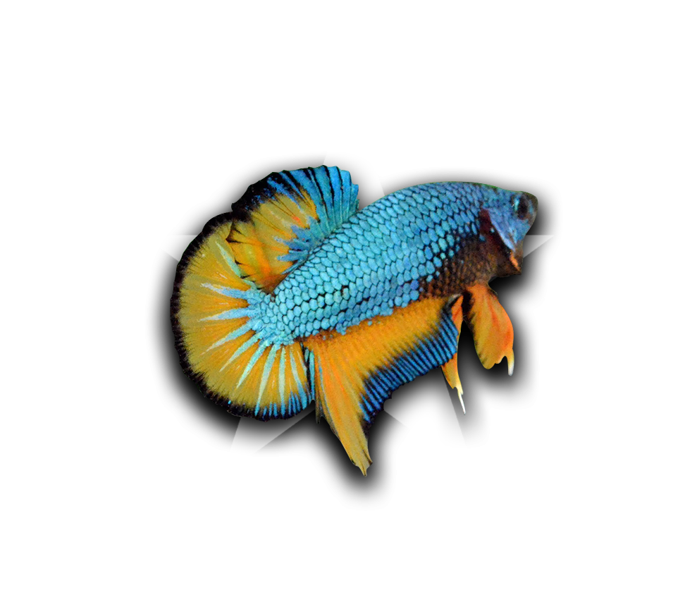 Vibrant Betta Fish Collector Graphic