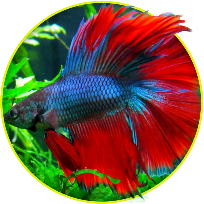 Vibrant Betta Fish Display