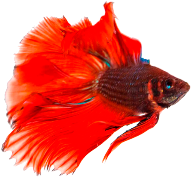 Vibrant Betta Fish Swimming