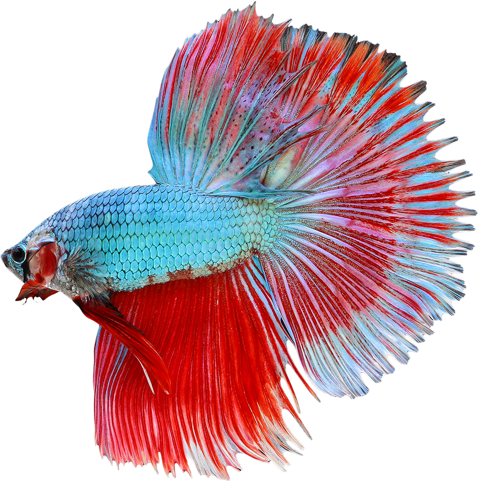 Vibrant Betta Splendens Display