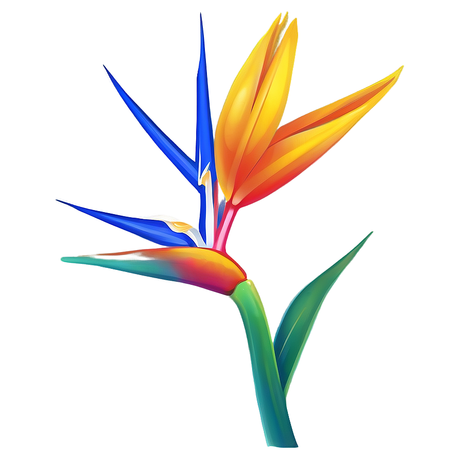 Vibrant Bird Of Paradise Illustration Png 06212024