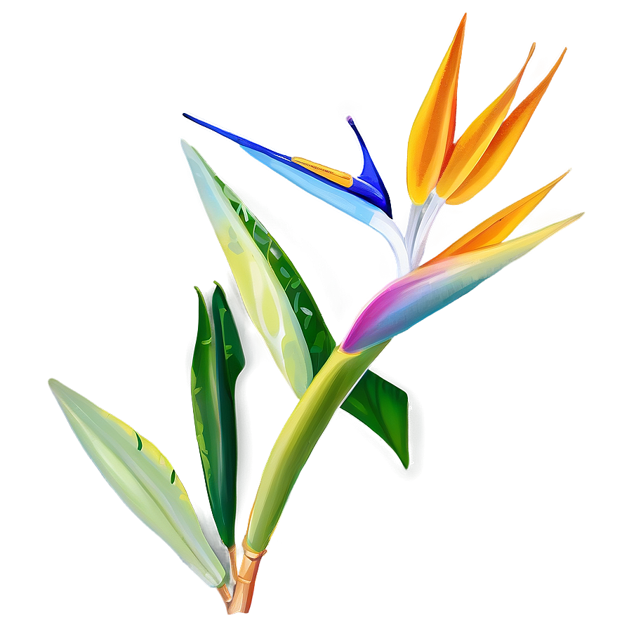 Vibrant Bird Of Paradise Illustration Png 76